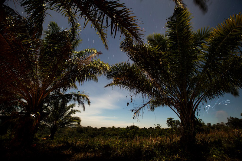 The magical and powerful jungle of Palenque.