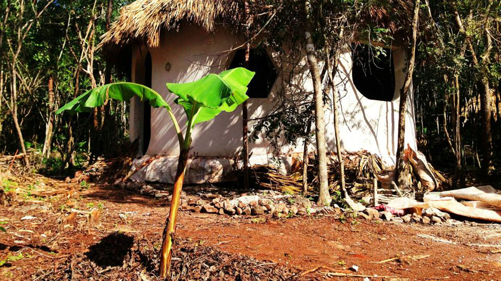 Nik our latest WWOOFER applied a coat of cob into the foundation. In the foreground you can see a Banana plant I planted about 2 months ago, now becoming really strong.