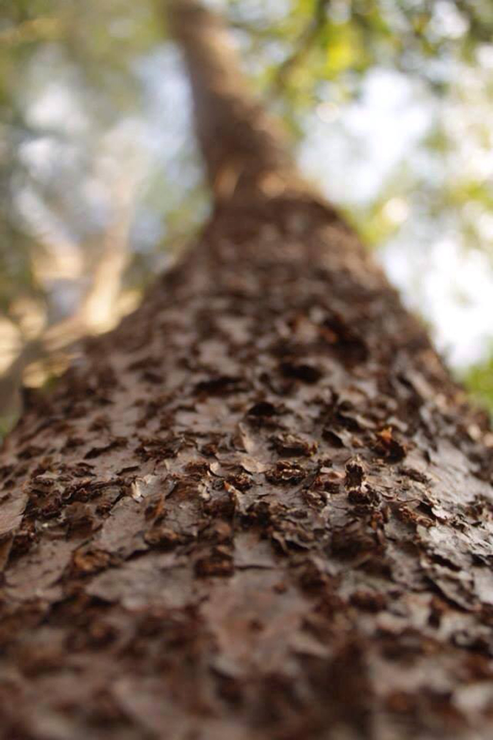 We are blessed to have so much abundance of magical trees to build us shelters and provide us with so much help. After completing part of the building process, our goal is to plant as many trees, in order to restore balance and co-create a beautiful home in the jungle.