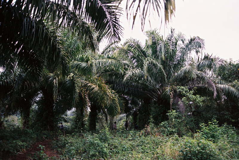 The jungle surrounding the Gathering.