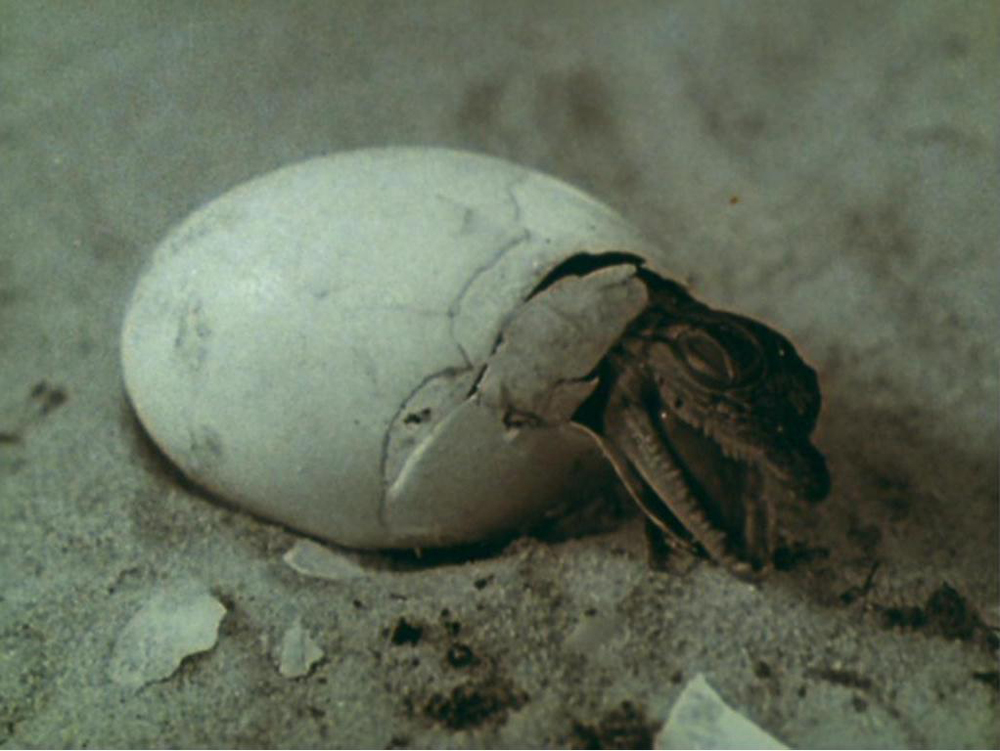 Birth of a lizard. A still from Lucifer Rising (1966-1980), a film by Kenneth Anger. Colour, 16mm, 28mins.