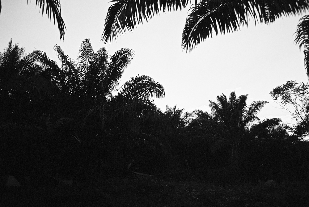 The magical dense jungle sweltering around us in the late afternoon, near Palenque, Mexico.