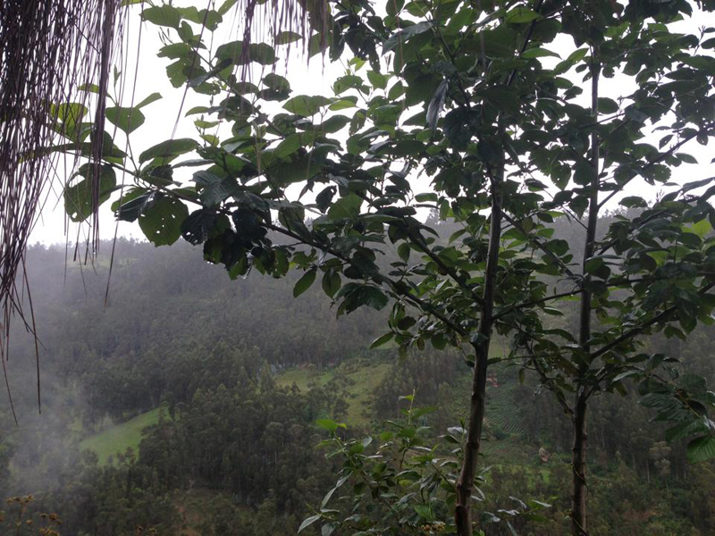 The magical Peruvian jungle surrounding Karajia.