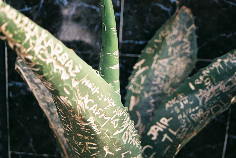 Cactus messages: The maguey plant outside Las Duelistas.