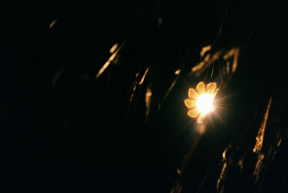 Little Sun in the jungle of Palenque, Chiapas, Mexico.