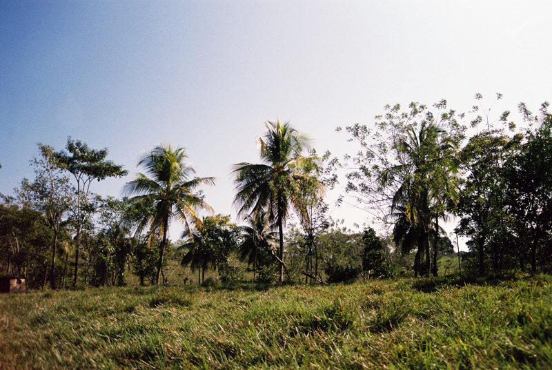 The jungle surrounding the festival. Photo by Sophie Pinchetti.