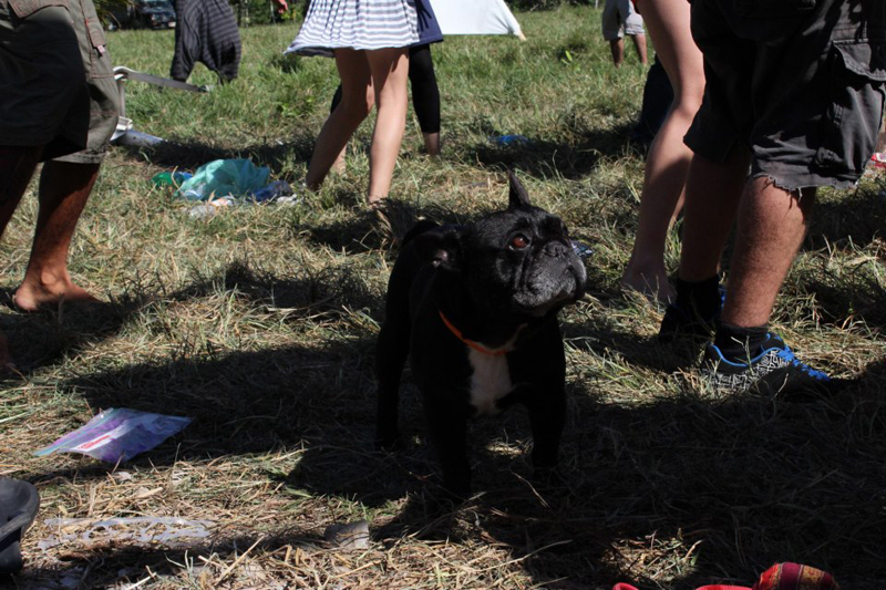 A dog at the main stage of Popol Vuh Festival.