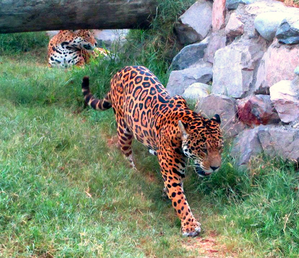 Otorongo the spirit of the Jaguar!