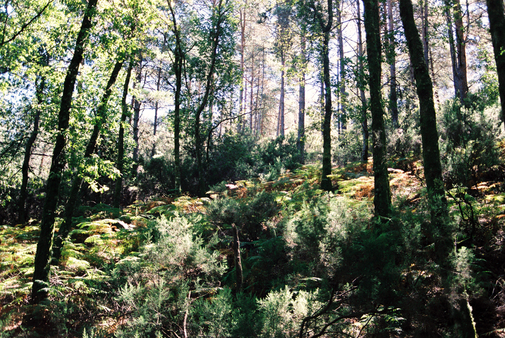 The enchanted forests of Salto surrounding the Rainbow Gathering.