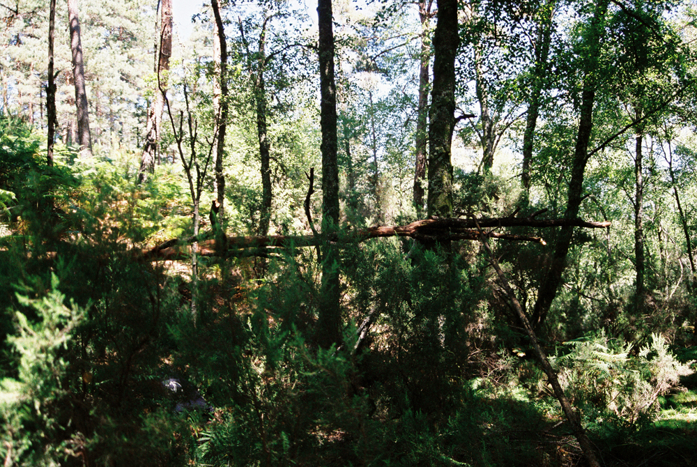 In the forests surroundiing the Gathering.