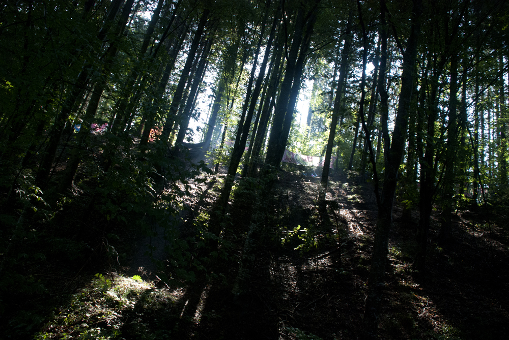 First rays of sunlight breaking through the forest.