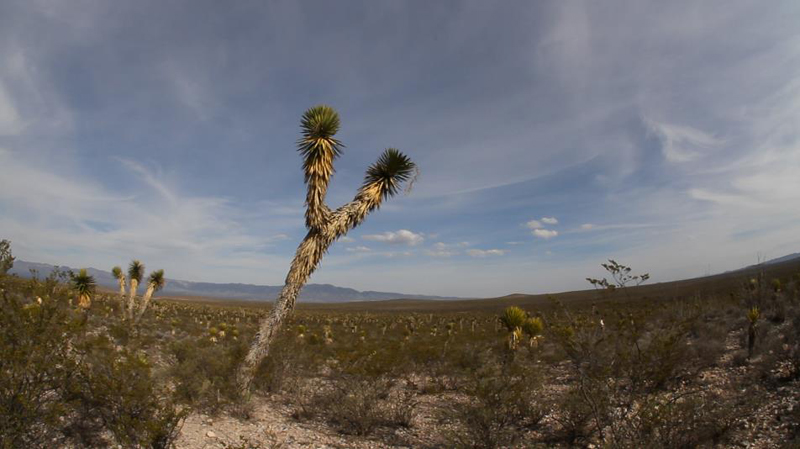 The Third Eye Magazine_Film_Huichols The Last Peyote Guardians Mexico-a film by Hernan Vilchez-40