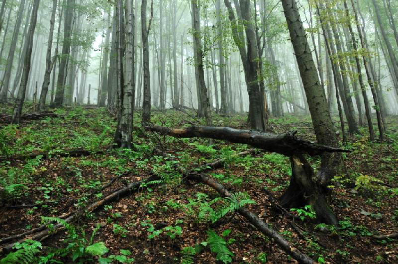 One of the eight ecological projects supported by Fuck For Forest: The VLK Lesoochranarske zoskupenie campaign "Buy your own tree" in Slovakia.