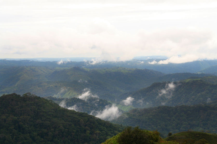 FuckForForest have bought about 60 hectares of forest in Costa Rica that is now a protected area. They have named it the Wild Climax Refuge. About 10% of this is land has been destroyed by farmers and is now in process of reforestation, in collaboration with the local ecological organisation Arbofilia (tree lover). The rest of the land is intact forest untouched by humans.