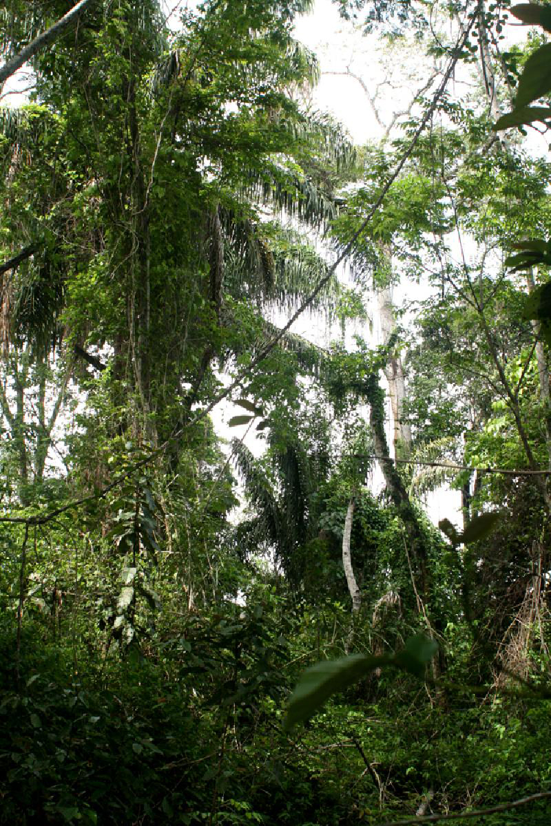 PURA VIDA: the Wild Climax Refuge Costa Rica.