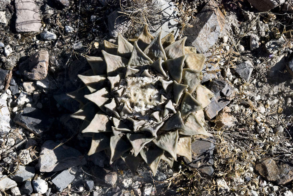 A beautiful Father Peyote in the desert of Tulle, Mexico.