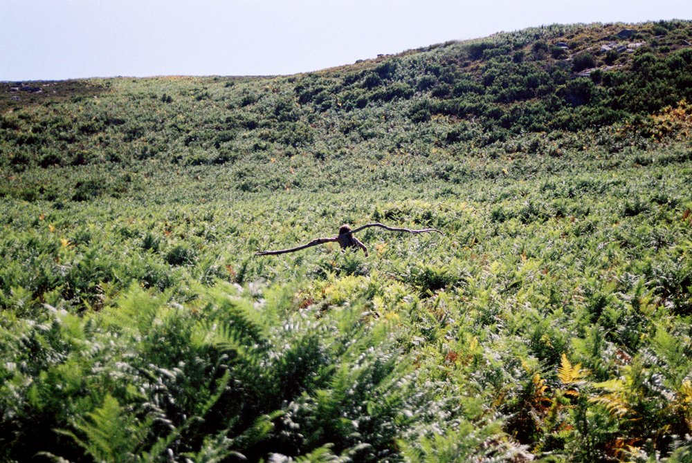 Rainbow Wanderings: gathering wood for the main circle.