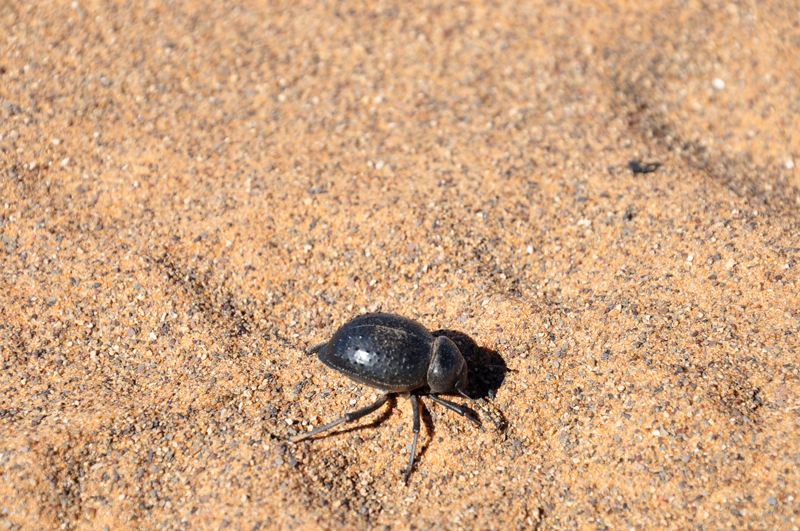 Scarabee Friend in the desert...Ancient symbol of Resurrection.