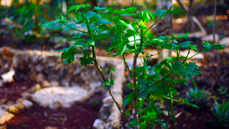 This is "CHAYA", The Maya SUPERFOOD!! Equally to the Macca of Peru, an extremely powerful vegetable with healing properties growing right in our magical garden.