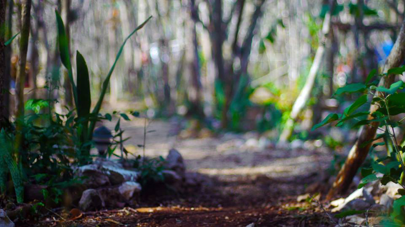 Lemurian paths deep in the Maya jungle