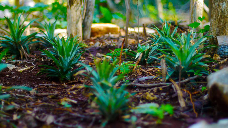 This is our Permaculture Magical Garden 01. We are growing various fruits and vegetables right now including this incredible set of Piña (Pineapples) Excited!