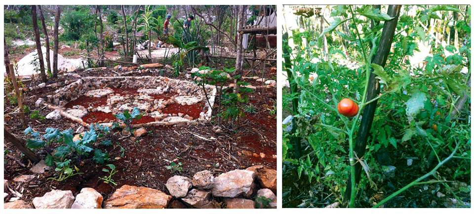 A view over the permaculture garden and the first tomato!