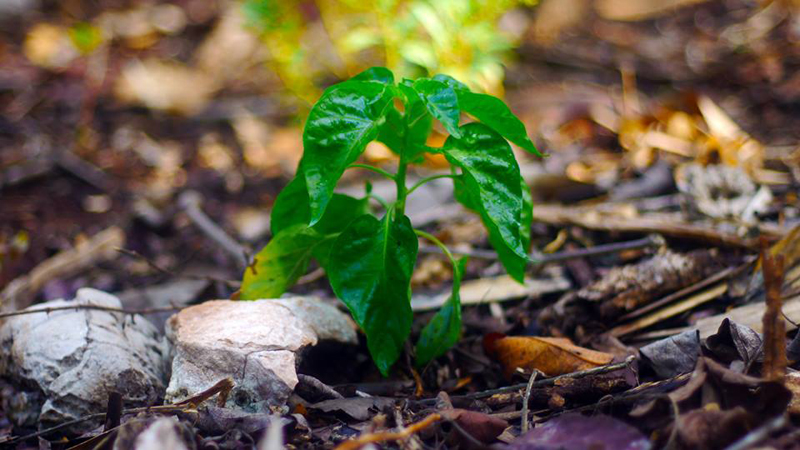 Mexican Habanero growing hot and strong for those with a hot palette