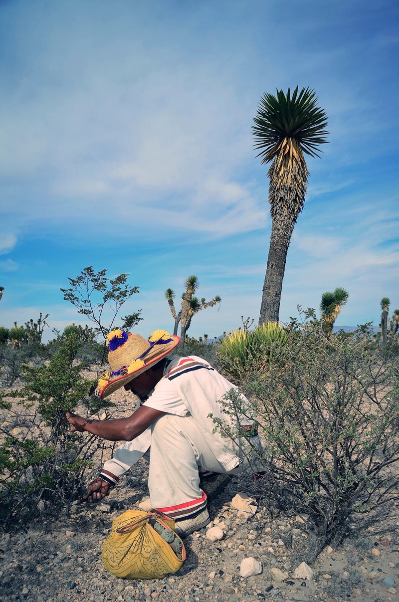 Hunting the peyote at Wirikuta, San Luis Potosí, Mexico. Wirikuta is one of the five sacred lands of the Wixárika People, also known as the Huichol. 