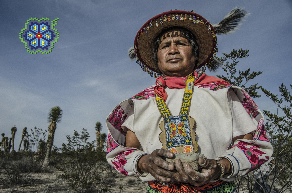  Mara'akame Don José Luis Ramirez (Urramuire) with the first hunted peyote at Wirikuta, San Luis Potosí, Mexico. The spiritual leaders or Huichol shamans are known as ‘Mara'akame’, which means the one who knows how to dream.