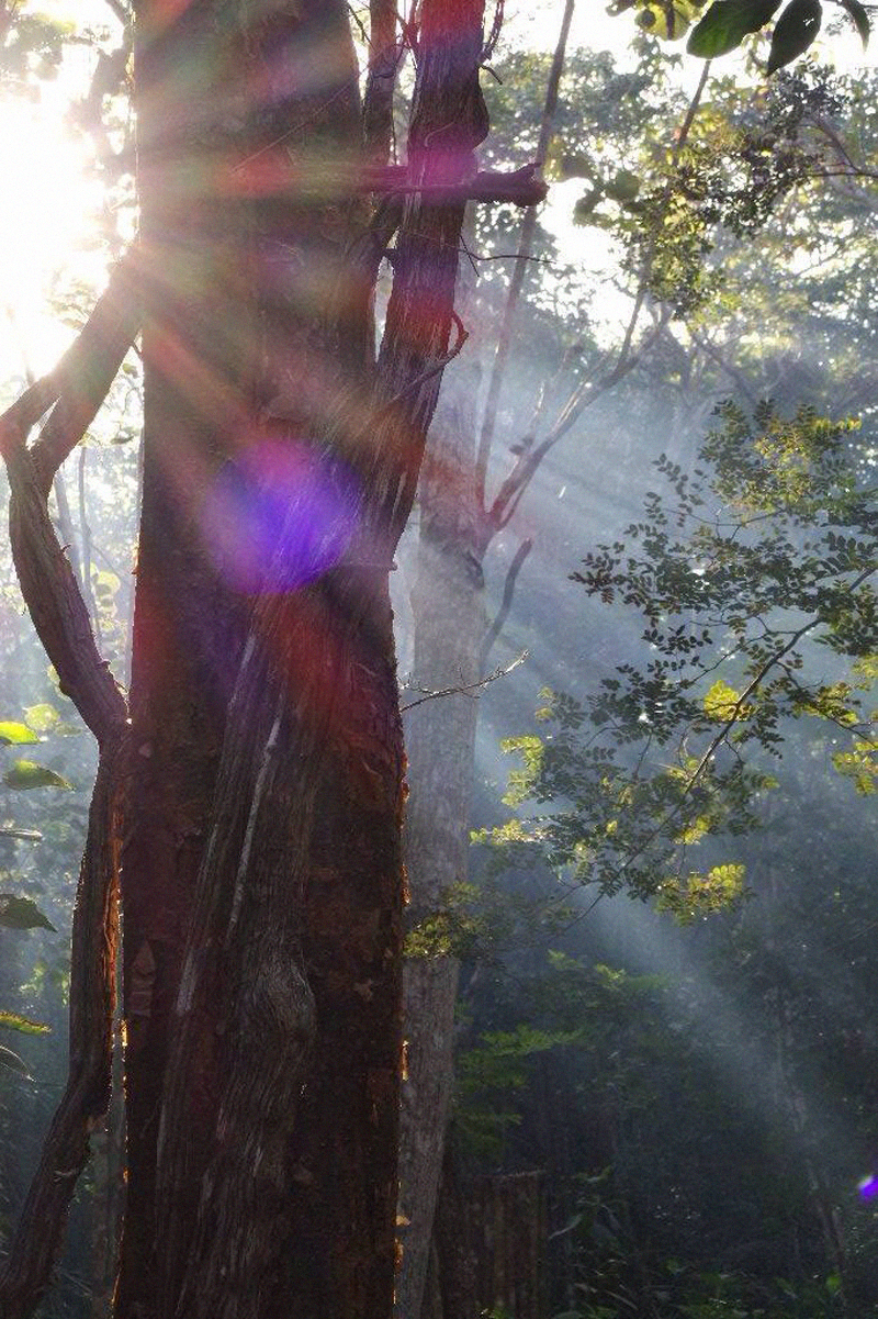 The magic of the Maya jungle of Yucatan. 