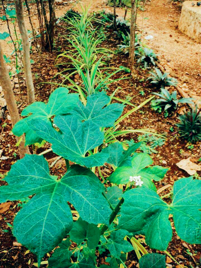 In Lemurian Embassy we are growing around 30 Chaya plants, a superfood grown native in the Yucatán and in southern Mexico! Chaya contains one of the highest nutrients found in the veggie kingdom, now with rainy season upon us we hope to maximize the growth production of Chaya to hopefully eat 3 times a day Chaya in our daily meals.