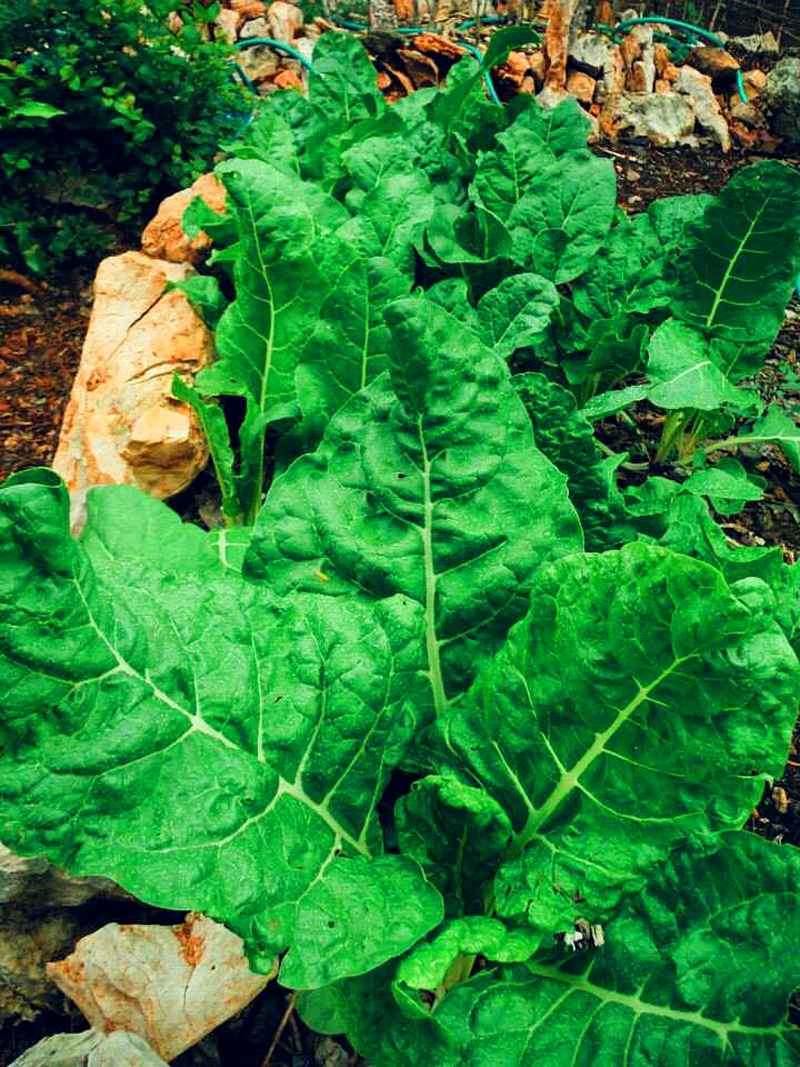 Acelgas - Chard growing array organically in our permaculture garden. Chard is a powerful antioxidant, eliminating free radicals. This super food contains more iron than the famous spinach, and has a strong content of potassium, magnesium and calcium.
