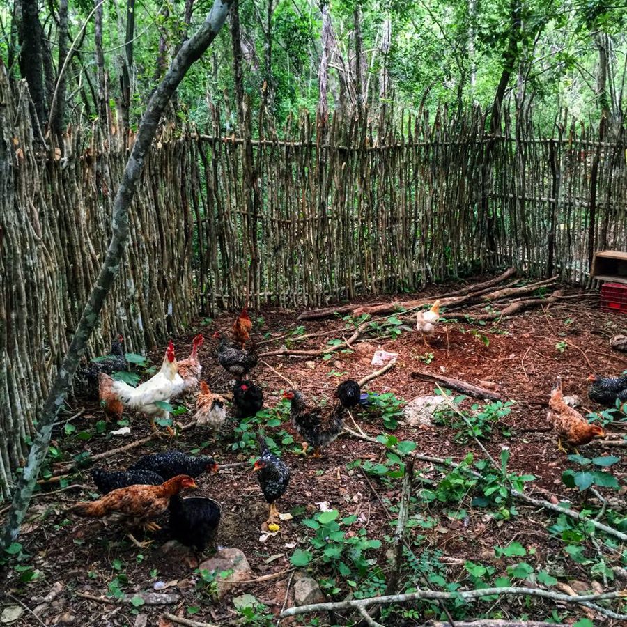 Our neighbor Oasis Eco Village‬ run by our friend Shane shut down. The eco village donated all of their animals to our project, including 14 laying chickens, 2 ducks, 2 dogs 1 cat!