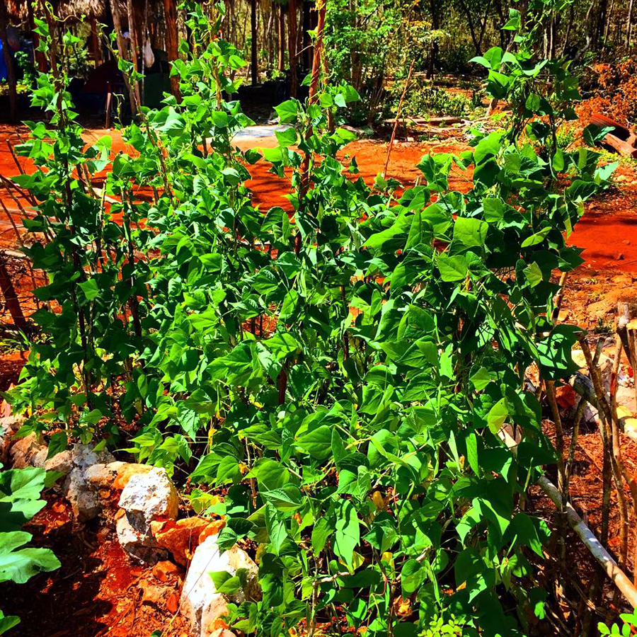 What is a proper human Mexican meal without the good old beans! Our frijoles are growing strong and soon will be gifting us with its mystical flavors.