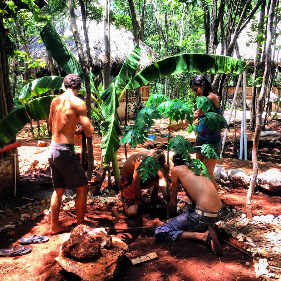 We are building a banana circle using water gravity to irrigate the bananas and the papaya trees! We are recapturing the kitchen sink water to reuse for irrigating the fruit trees along the kitchen! 