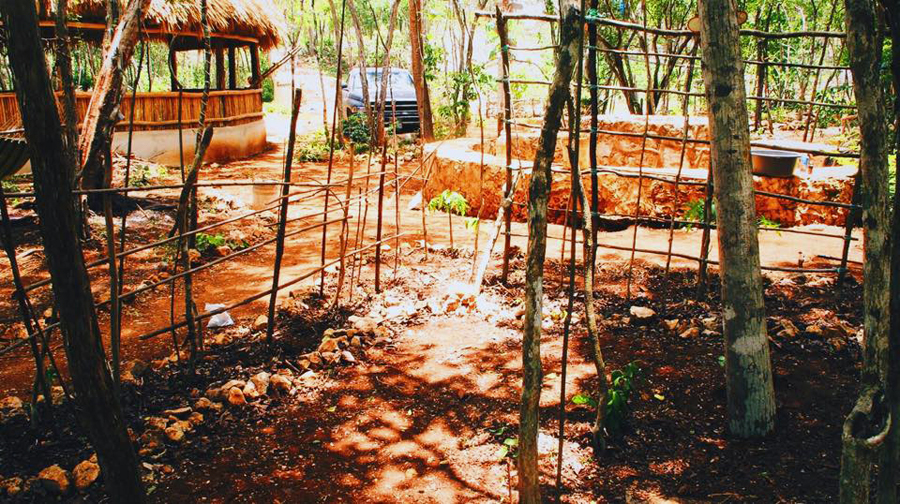 What you see in for picture is the Lemurian pathways with bean vines, utilizing every space available and closer to the Central matrix, basic principle of permaculture zoning. Left background is the new meditation hall palapa, about to be soon completed, mosquito meshing on the outer central circular windows and last a concrete polish floor.