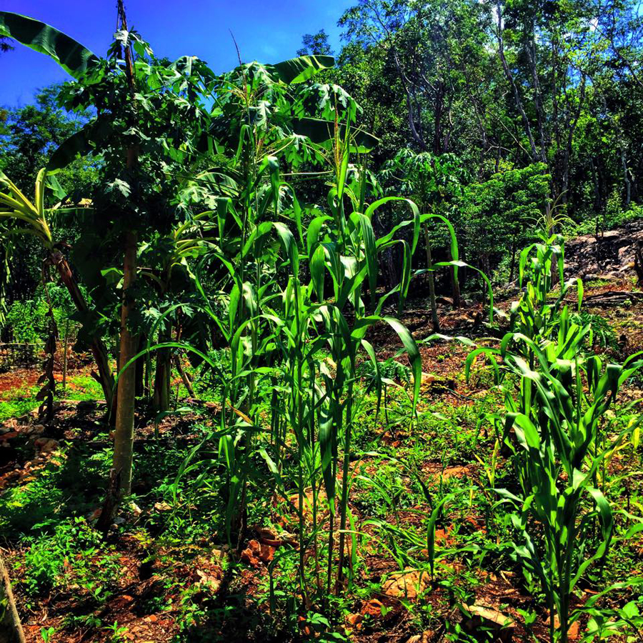  With all the rainy season, the milpa corn is growing beautifully!