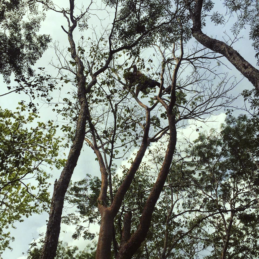 A guy from Chile came to visit us and climbed our tallest trees. Wow.