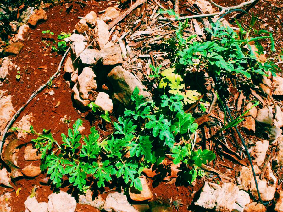 Watermelons‬ ‪‎vines‬ are starting to form over this spiral permaculture design garden bed, fortifying its growth. In just a few months we will be enjoying various delicious watermelons!! 